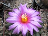 Thelocactus matudae 2
